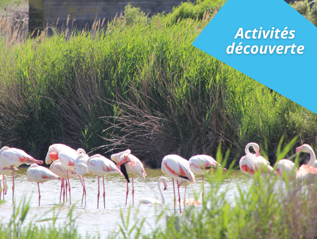 Découvrir la Camargue, activités en famille